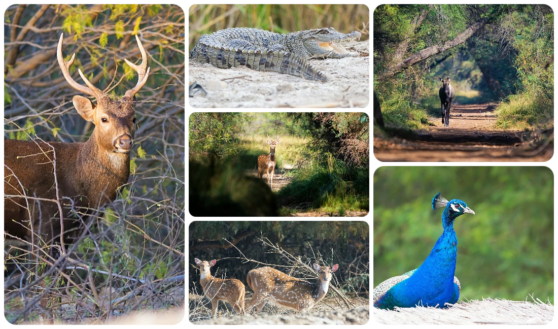 In southern Pakistan, a park where wild animals roam free