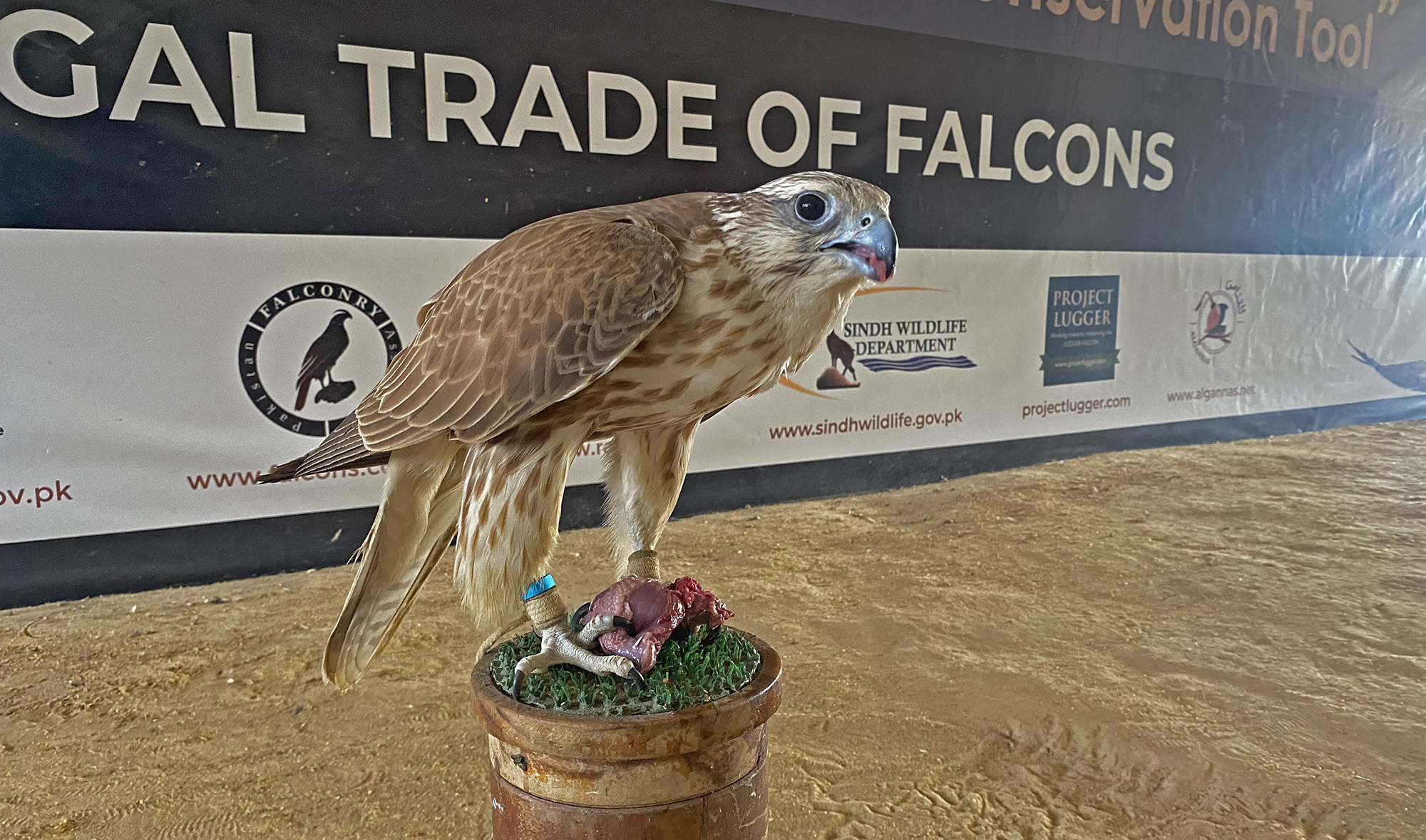 A falcon is fed at the Customs Preventive Service Club and Sports Complex in Karachi, Pakistan, on February 28, 2022. (AN photo)