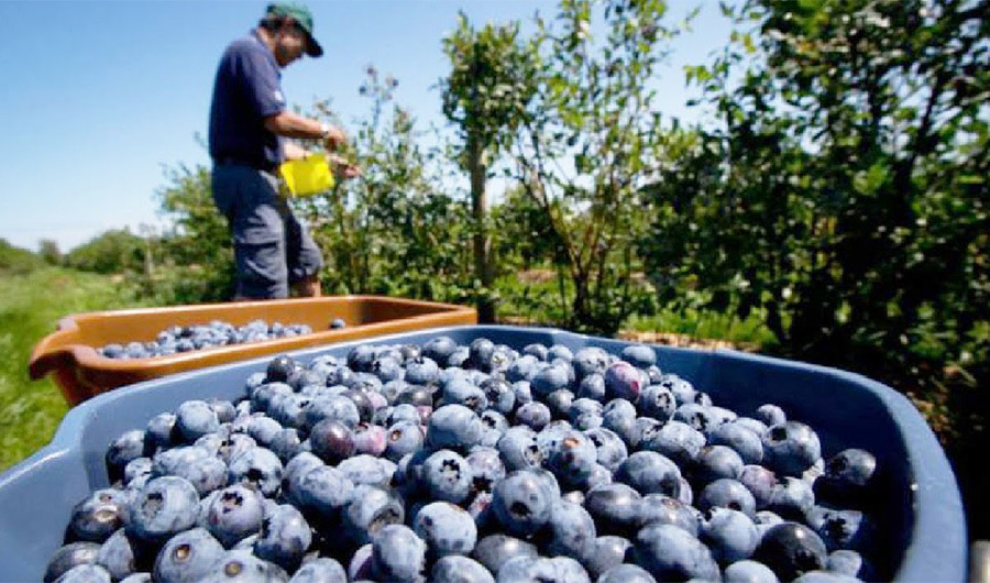 This undated photo shows a man picking blue berries. (Social Media)