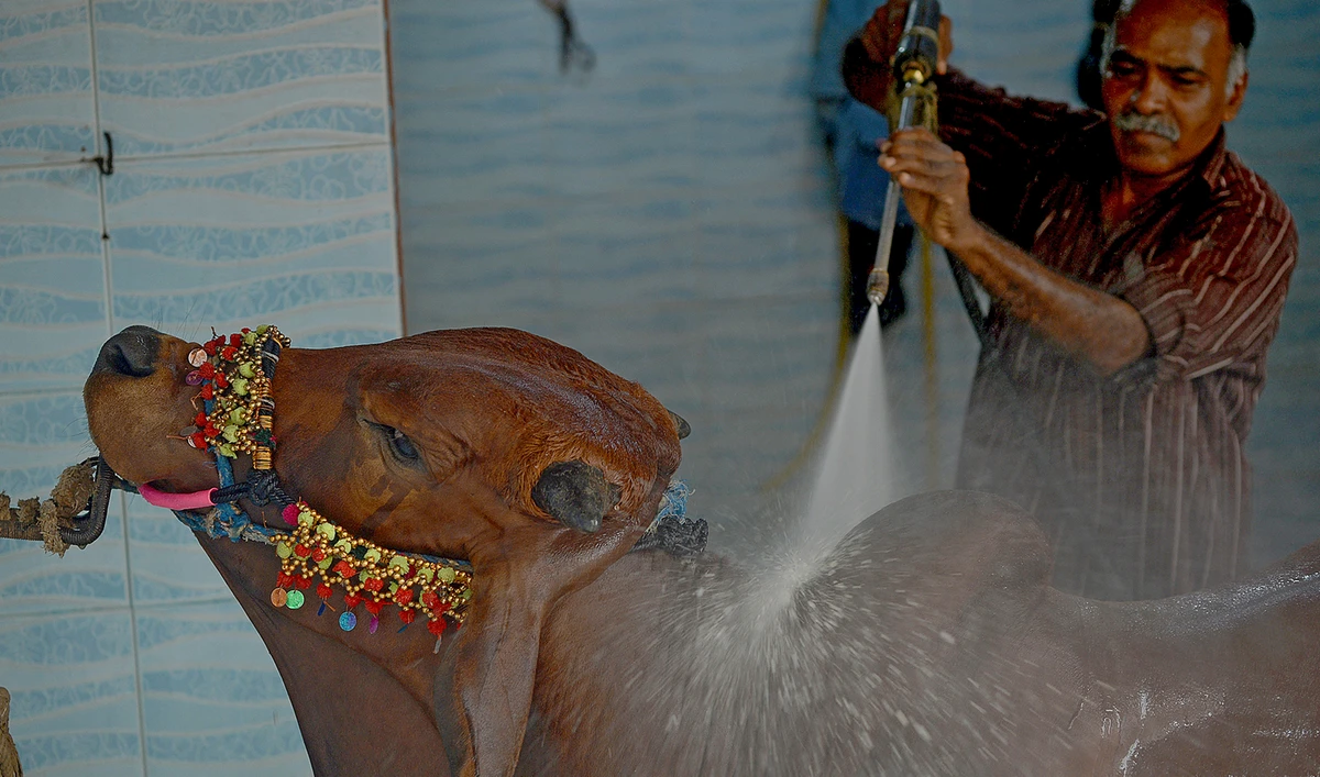 A man washes a cow for a customer at a car service station ahead of the Muslim festival of Eid al-Adha in Karachi, Pakistan, on July 14, 2021. (AFP/File)