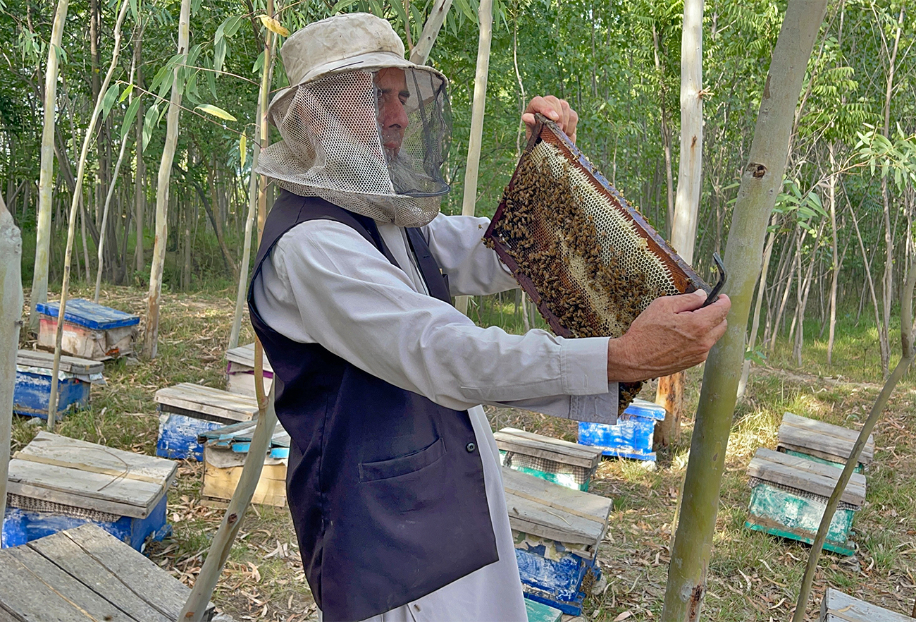 Afghan refugee beekeeper Nazak Mir checks his hives in Buner district, Khyber Pakhtunkhwa, Pakistan, May 13, 2022. (AN Photo)