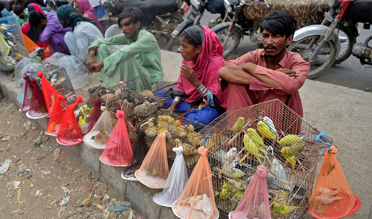 Vendors selling birds wait for customers at a weekly birds and animals market in Karachi on May 22, 2022. (AFP)