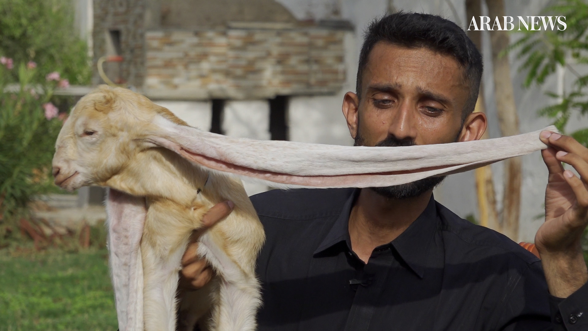 Muhammad Hasan Narejo stretches the long ears of Simba, the month-old baby goat in Karachi, on July 1, 2022. (AN photo)