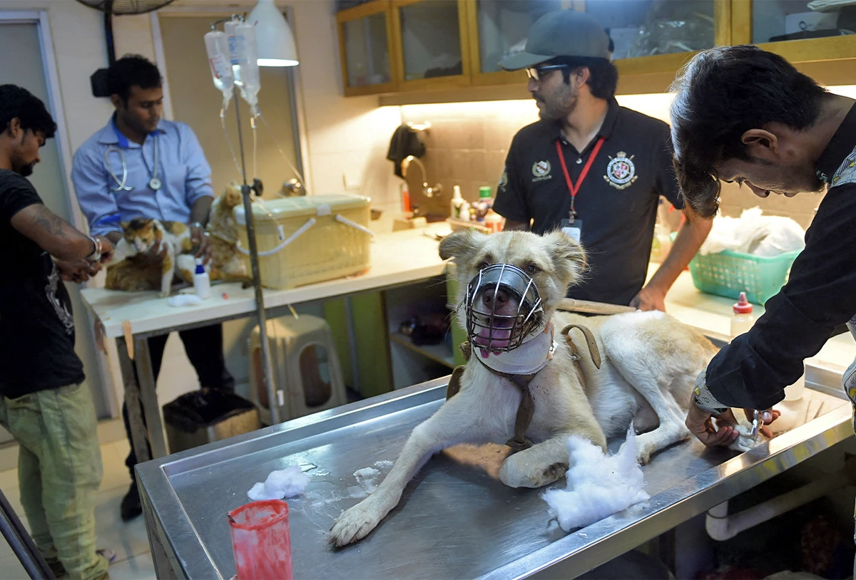 Pakistani veterinarians give treatment to a dog at the Animal Care Centre in Karachi on August 16, 2016. (AFP/File)