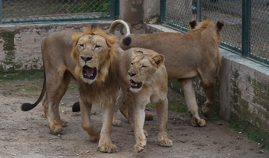 In this picture taken on August 3, 2022, lions are seen at their enclosure at the Lahore Safari Zoo in Lahore. (AFP)