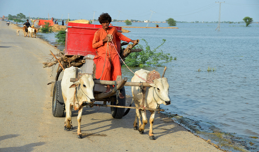 A man rides a bullcart along flood waters, following rains and floods during the monsoon season in Sohbatpur, Pakistan August 28, 2022. (REUTERS)