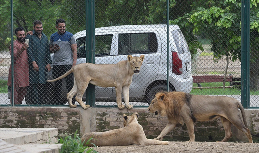 In this picture taken on August 3, 2022, visitors look at lions at the Lahore Safari Zoo in Lahore. (AFP)