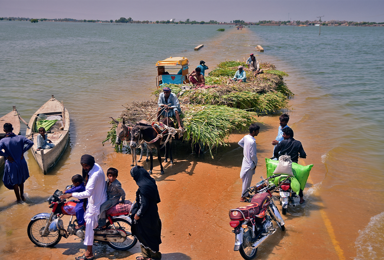 Victims of flooding from monsoon rains carry grasses for their cattle after their flooded home in Sehwan, Sindh province, Pakistan, on September 9, 2022. (AP)