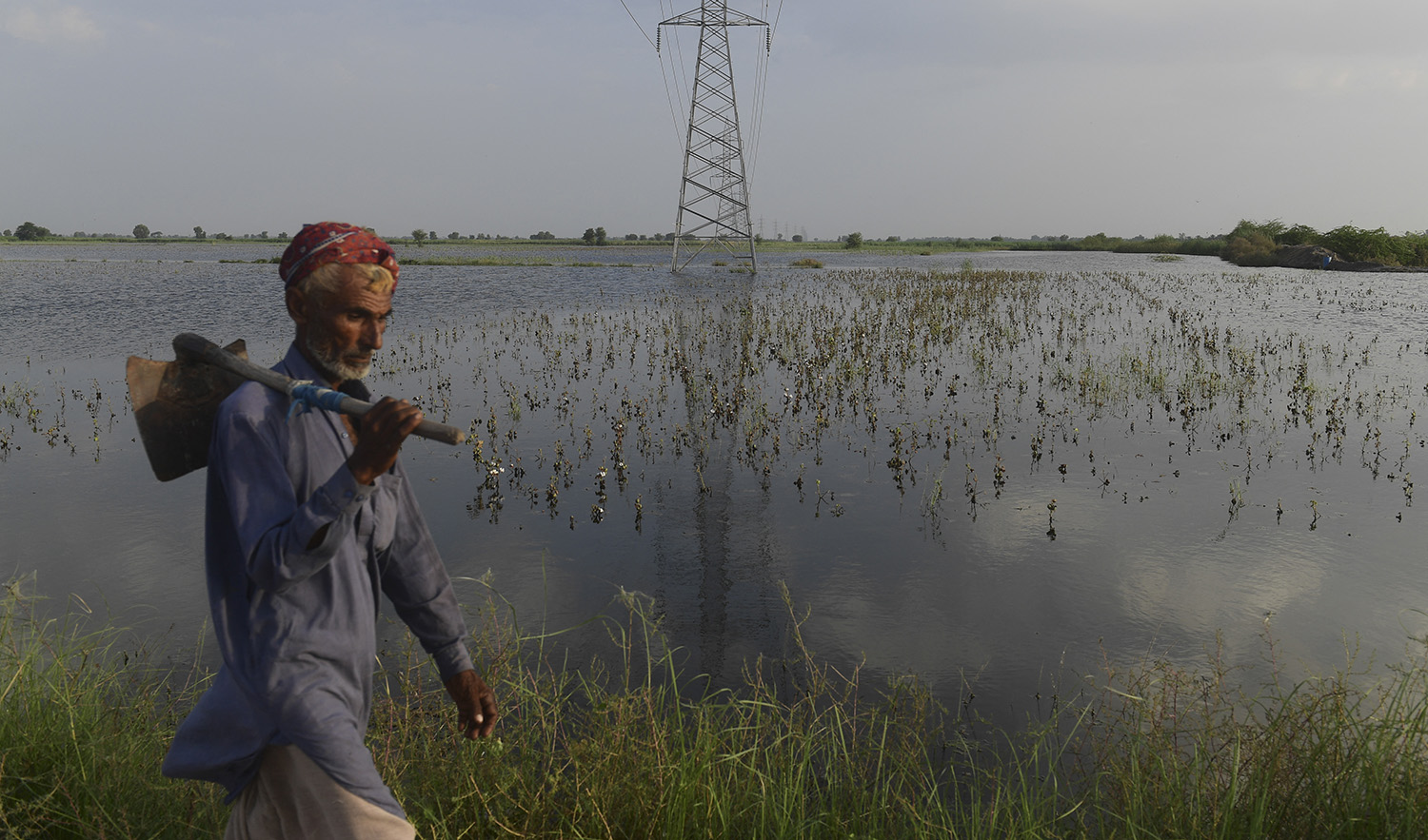 In this picture taken on August 30, 2022 a laborer walks past cotton crops damaged by flood waters at Sammu Khan Bhanbro village in Sukkur, Sindh province. (AFP/File)