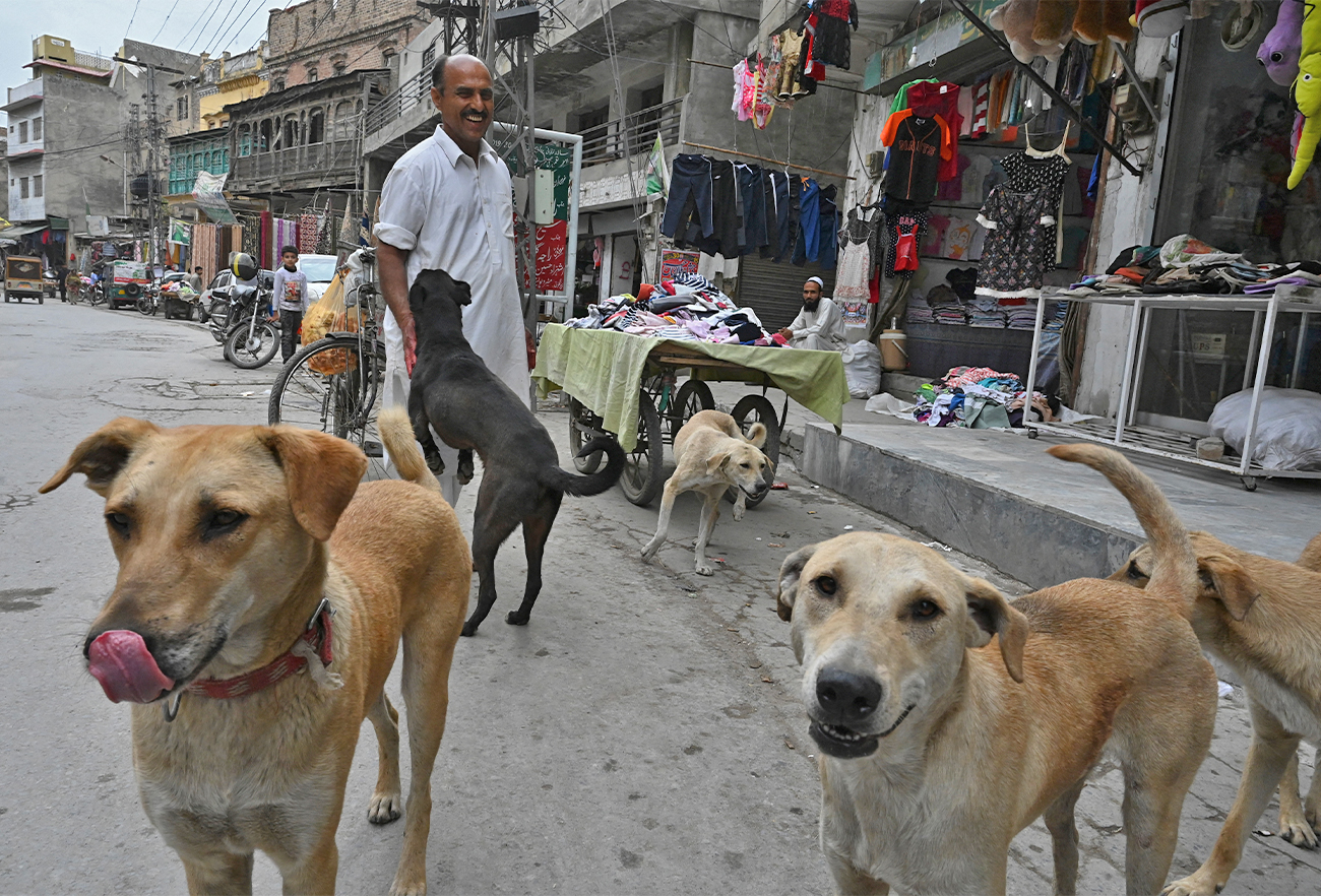 A man plays with stray dogs on a street in Rawalpindi, Pakistan, on March 21, 2021. (AFP/File)