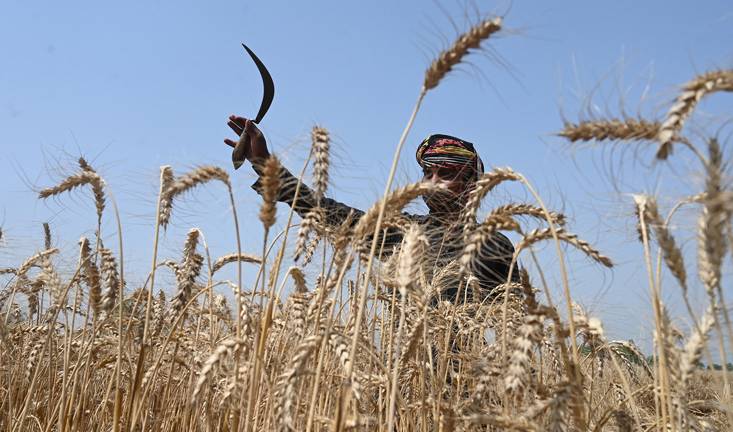 A farmer harvests wheat crop in a field on the outskirts of Lahore, Pakistan on April 14, 2022. (AFP/File)