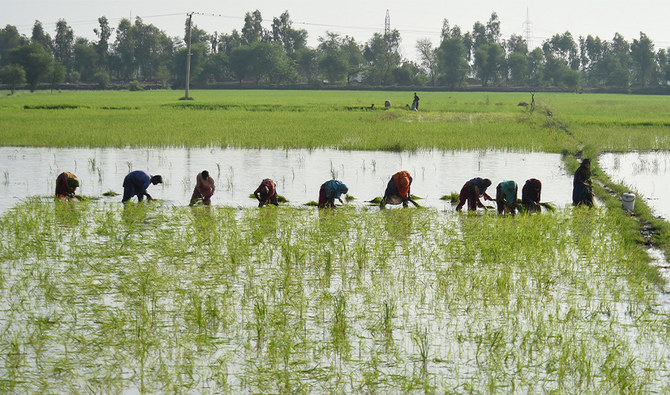 Farmers plant paddy saplings in a field in flood-hit Sukkur, Sindh province on September 2, 2022. (AFP)