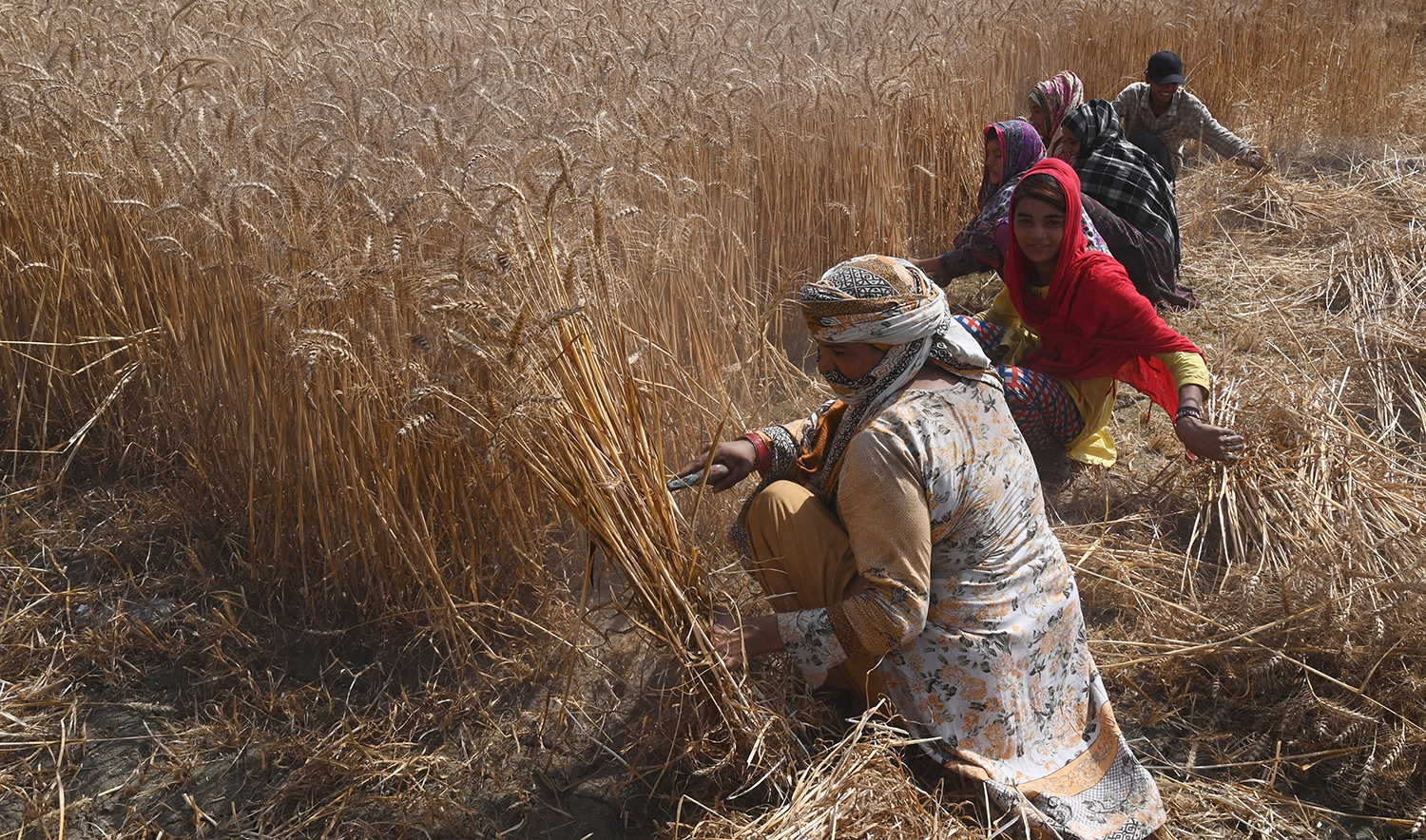 Farmers harvest wheat crop in a field on the outskirts of Lahore, Pakistan, on April 14, 2022. (AFP/File)
