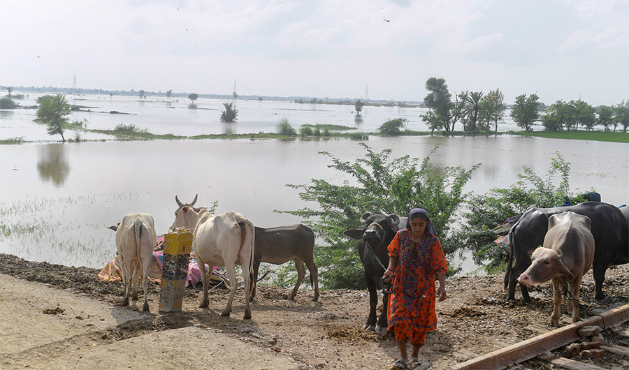 In this picture taken on August 26, 2022, a flood-affected woman stands with her buffaloes beside damaged rice crops after heavy monsoon rains in Jacobabad, Sindh province of Pakistan. (AFP)