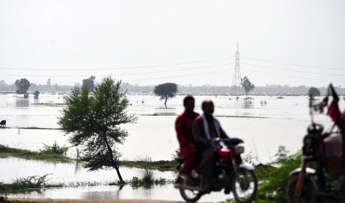 This picture taken on August 26, 2022 shows a general view of rice crops damaged by flood waters due to heavy monsoon rains in Jacobabad, Sindh province of Pakistan. (AFP)