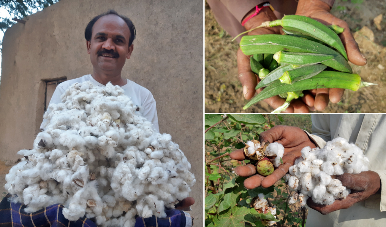 The collage of image shows the farmer Bhom Singh Sodho showing his produce in Umerkot, Pakistan, on November 17, 2022. (AN photo by Zulfiqar Kunbhar)