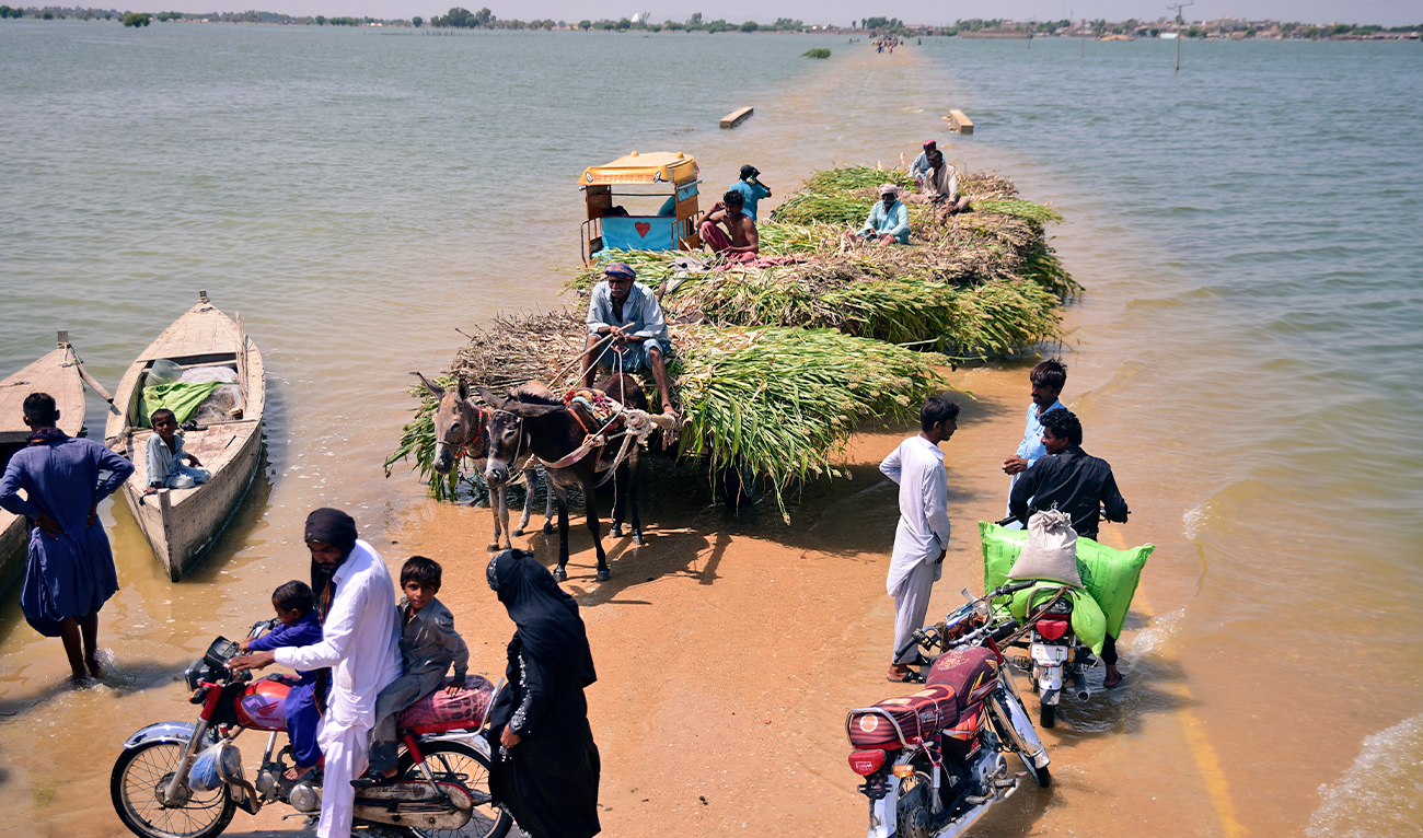 Victims of flooding from monsoon rains carry grasses for their cattle after their flooded home in Sehwan, Sindh province, Pakistan, on September 9, 2022. (AP)