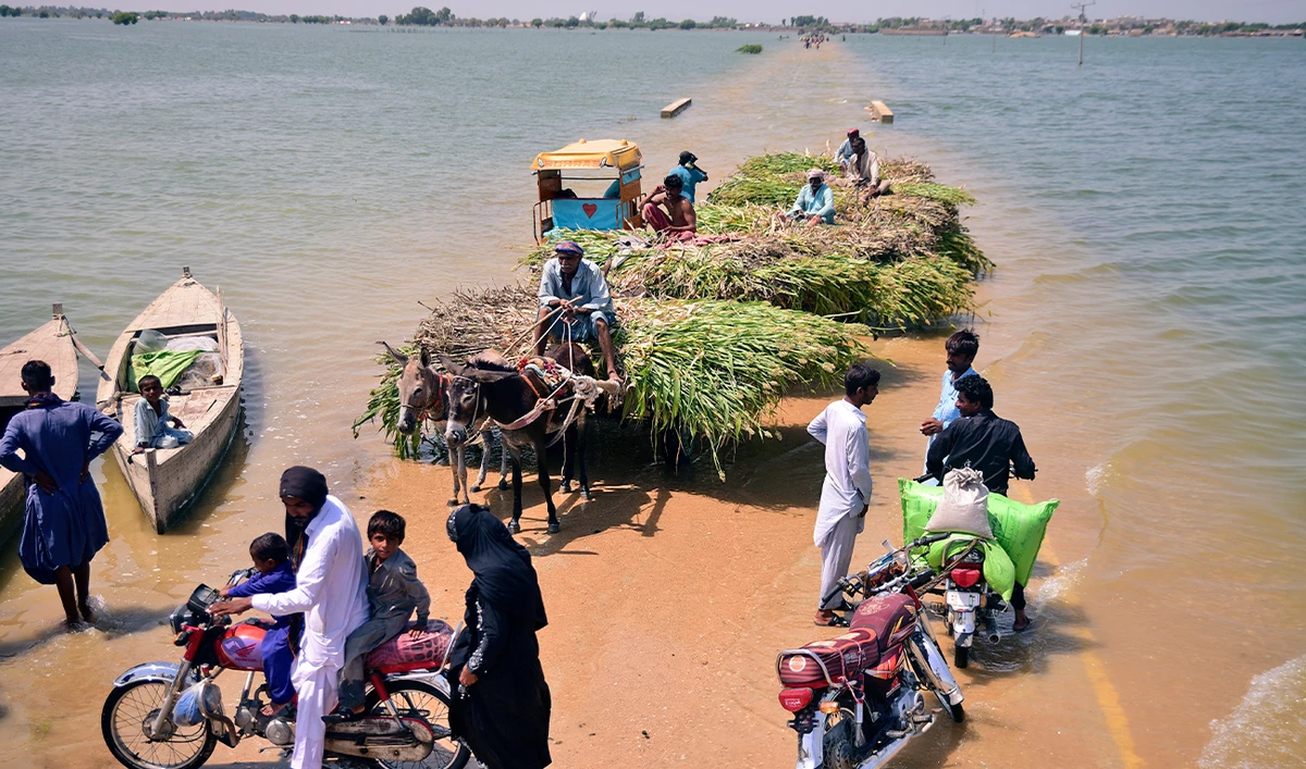 Victims of flooding from monsoon rains carry grasses for their cattle after their flooded home in Sehwan, Sindh province, Pakistan, on September 9, 2022. (AP)