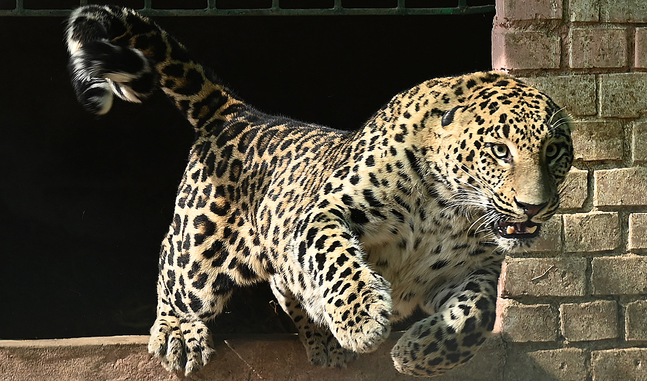 A pet leopard captured from a residential area, reacts inside a cage in a former zoo in Islamabad on February 17, 2023. (Photo courtesy: AFP)