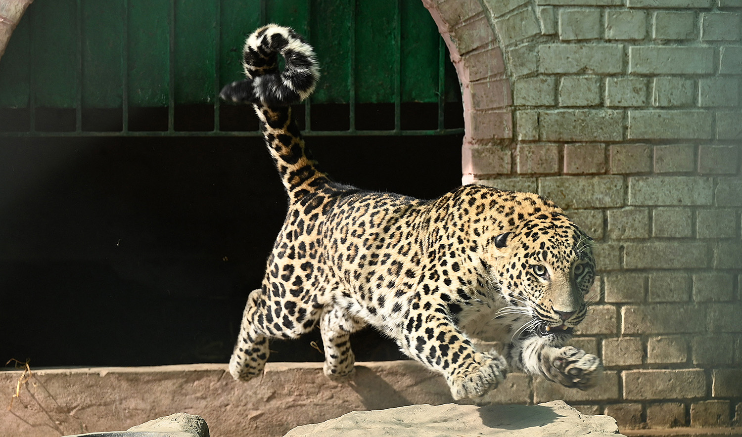 Leopard that ran amok in Islamabad came from the wild, was not a pet — wildlife board