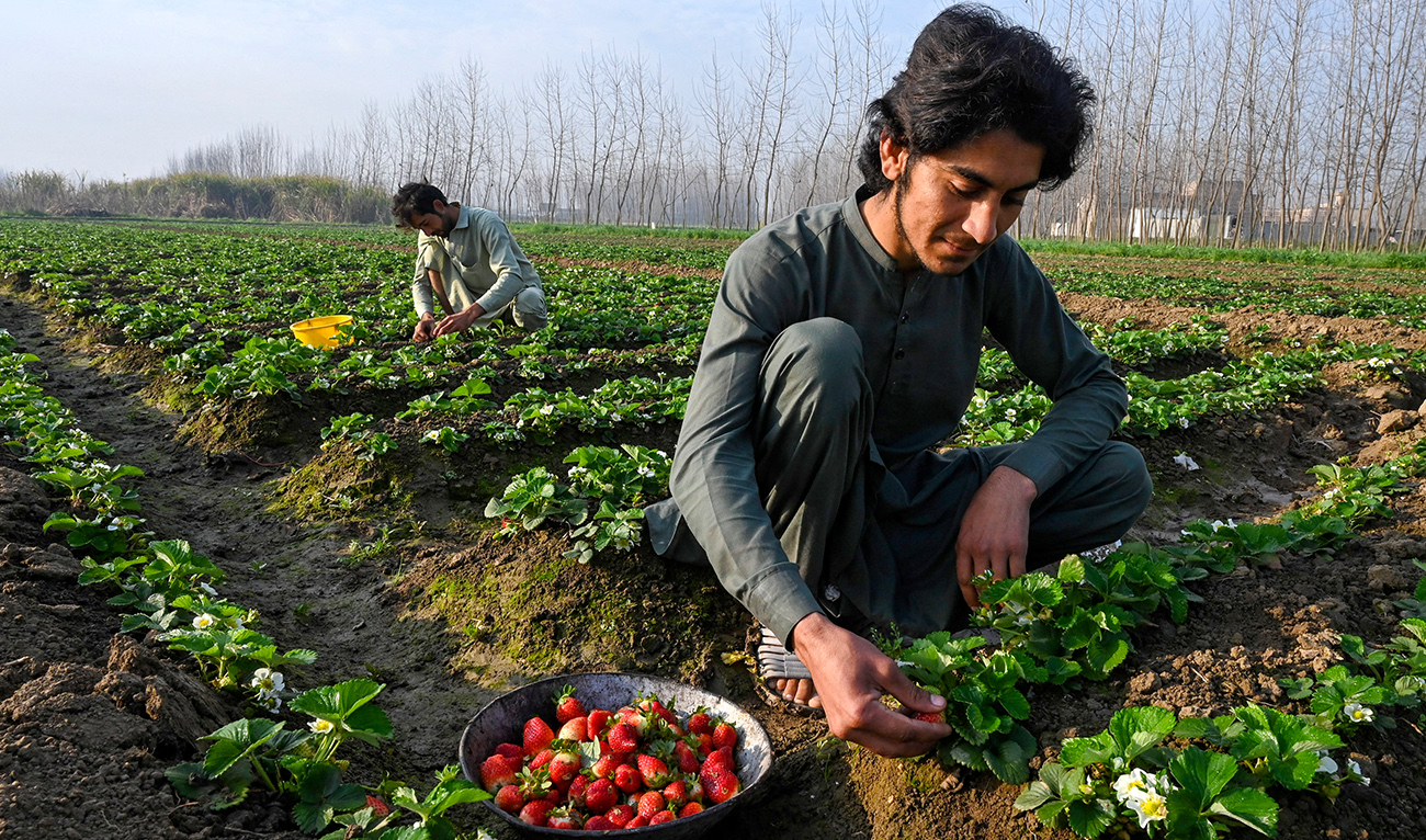 Farmers pick strawberries at a farm on the outskirts of Peshawar on March 5, 2023. (AFP/FILE)