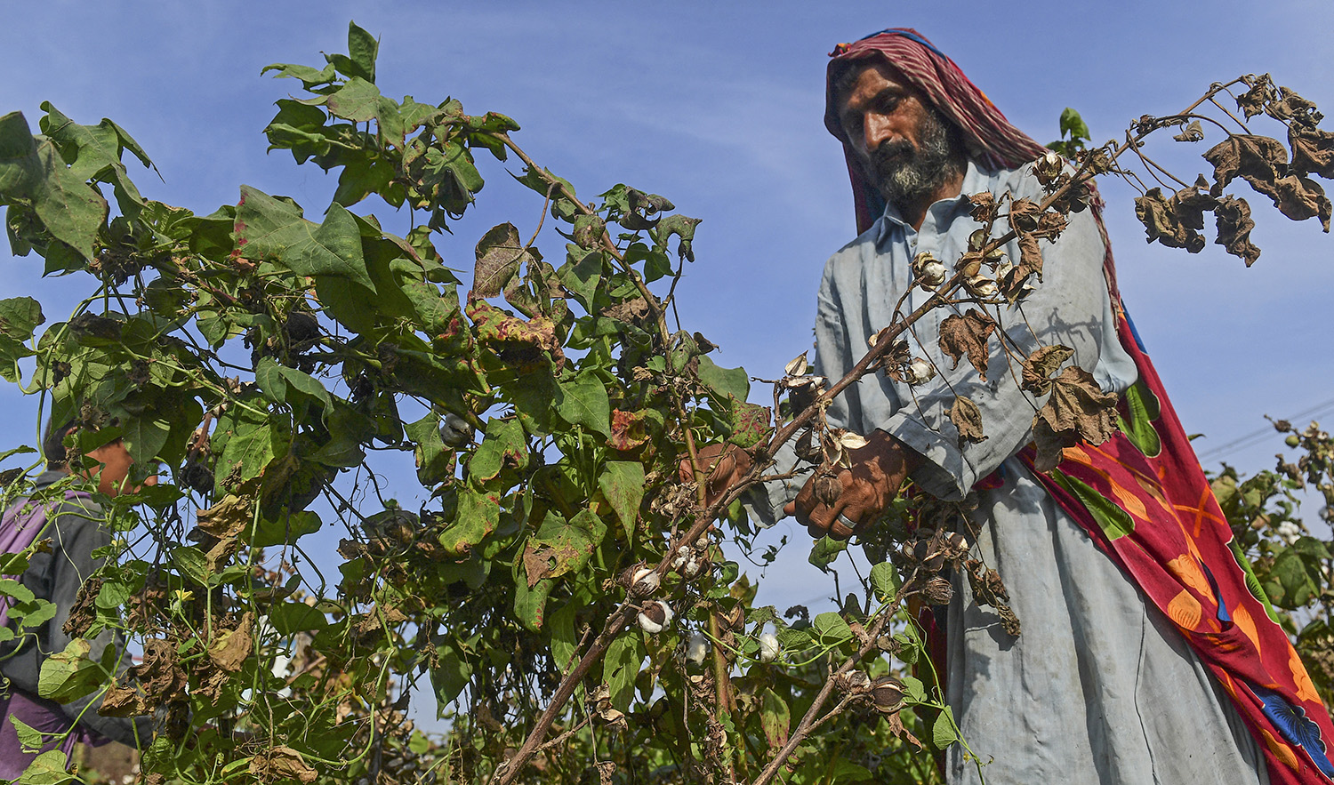 A laborer picks cotton in a field at Sammu Khan Bhanbro village in Sukkur, Pakistan on September 1, 2022. (AFP/File)