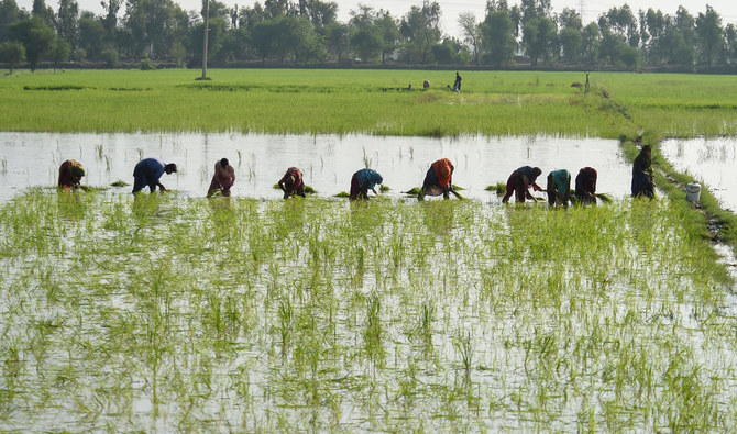 In this picture, taken on September 2, 2022, farmers plant paddy saplings in a field in flood-hit Sukkur, Sindh province. (Photo courtesy: AFP)
