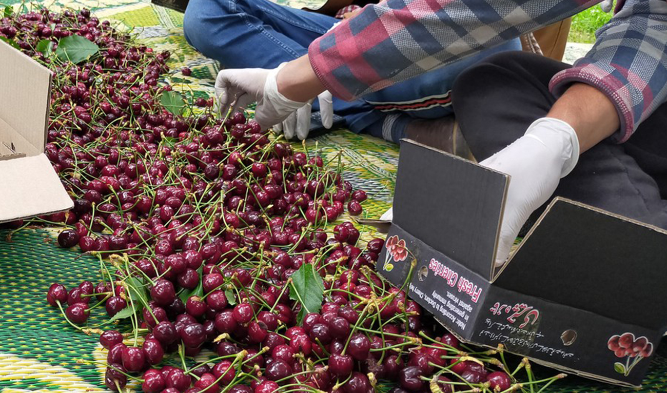 Farmers pack freshly-harvested cherries at a farm in Pakistan's northern Gilgit-Baltistan region, on June 15, 2021. (Photo courtesy: Xinhuanet)