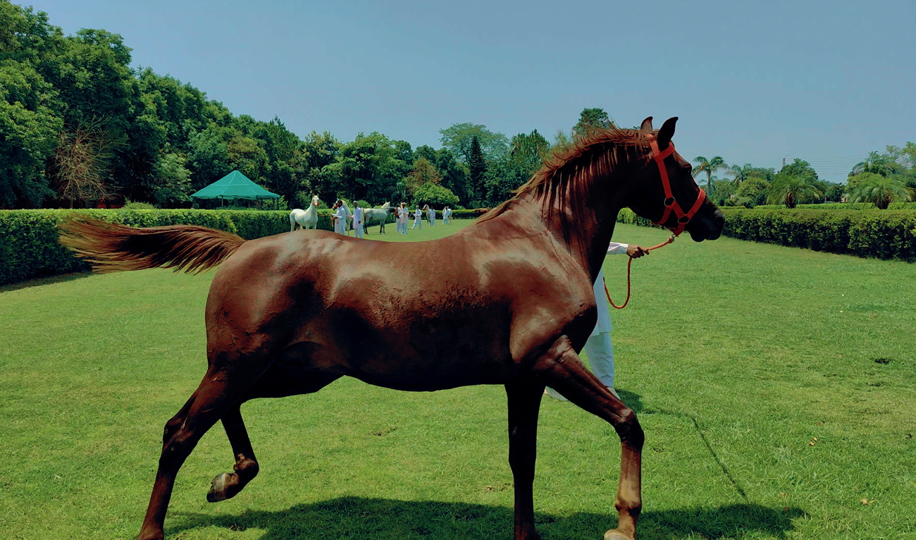 In this picture taken on May 27, 2023, a horse gallops at the Remount Depot Mona in Mandi Bahauddin, Punjab, which concentrates on the breeding of Arabian horses. (AN Photo)