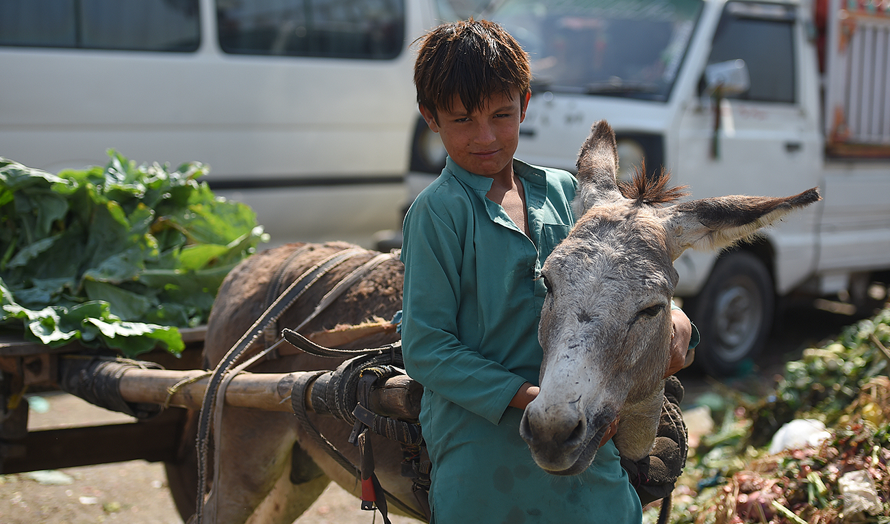 In this photograph, taken on October 8, 2019, a young boy turns his donkey cart in a vegetable and fruit market in Islamabad. (Photo courtesy: AFP/File)
