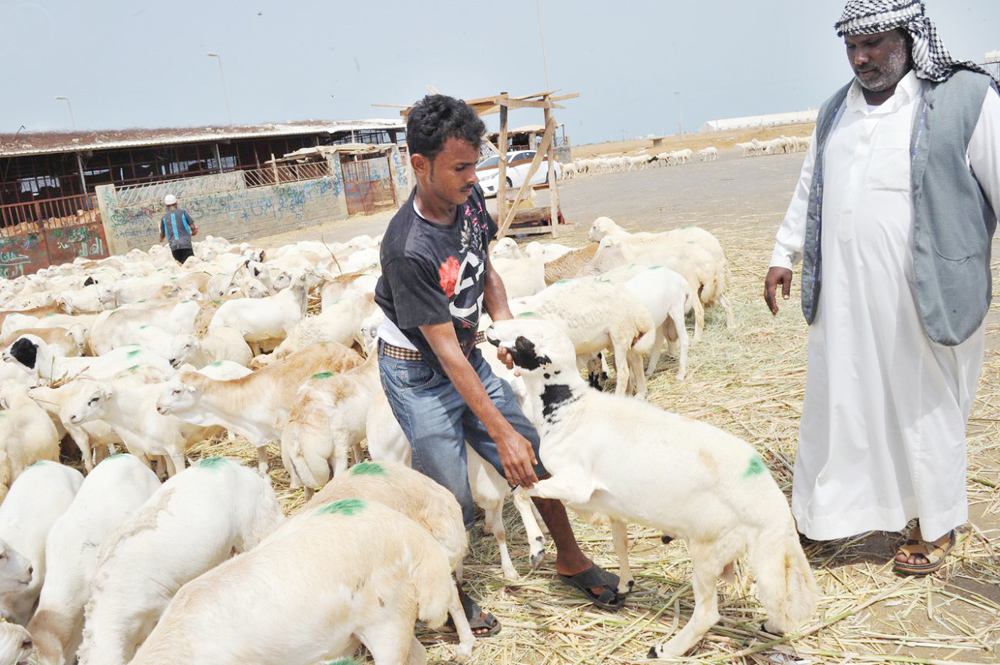 This representational photo shows a Saudi man inspecting a sheep at a livestock market in the southwestern province of Jazan on August 8, 2019. (SPA/File)