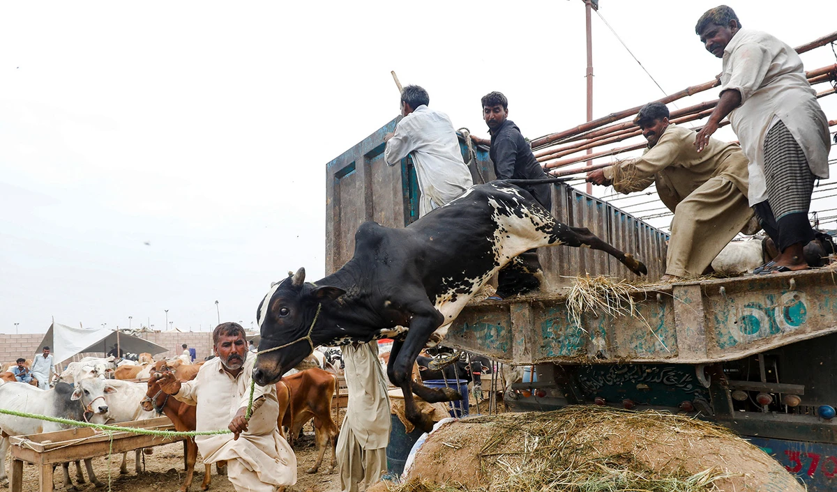 Workers offload sacrificial animals from a truck at a cattle market, ahead of the Eid al-Adha festival in Karachi, Pakistan on June 24, 2023. (REUTERS)