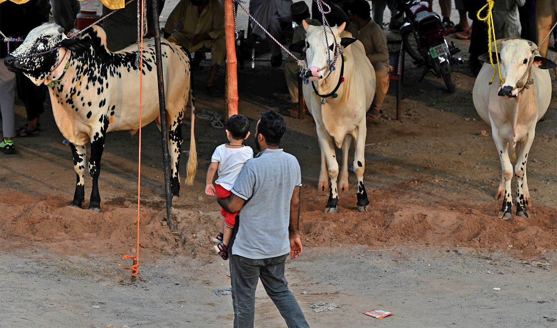In this picture taken on June 25, 2023, a Muslim man carrying his child looks at sacrificial animals at a livestock market ahead of the upcoming Muslim festival of Eid Al-Adha, in Islamabad, Pakistan. (AFP)