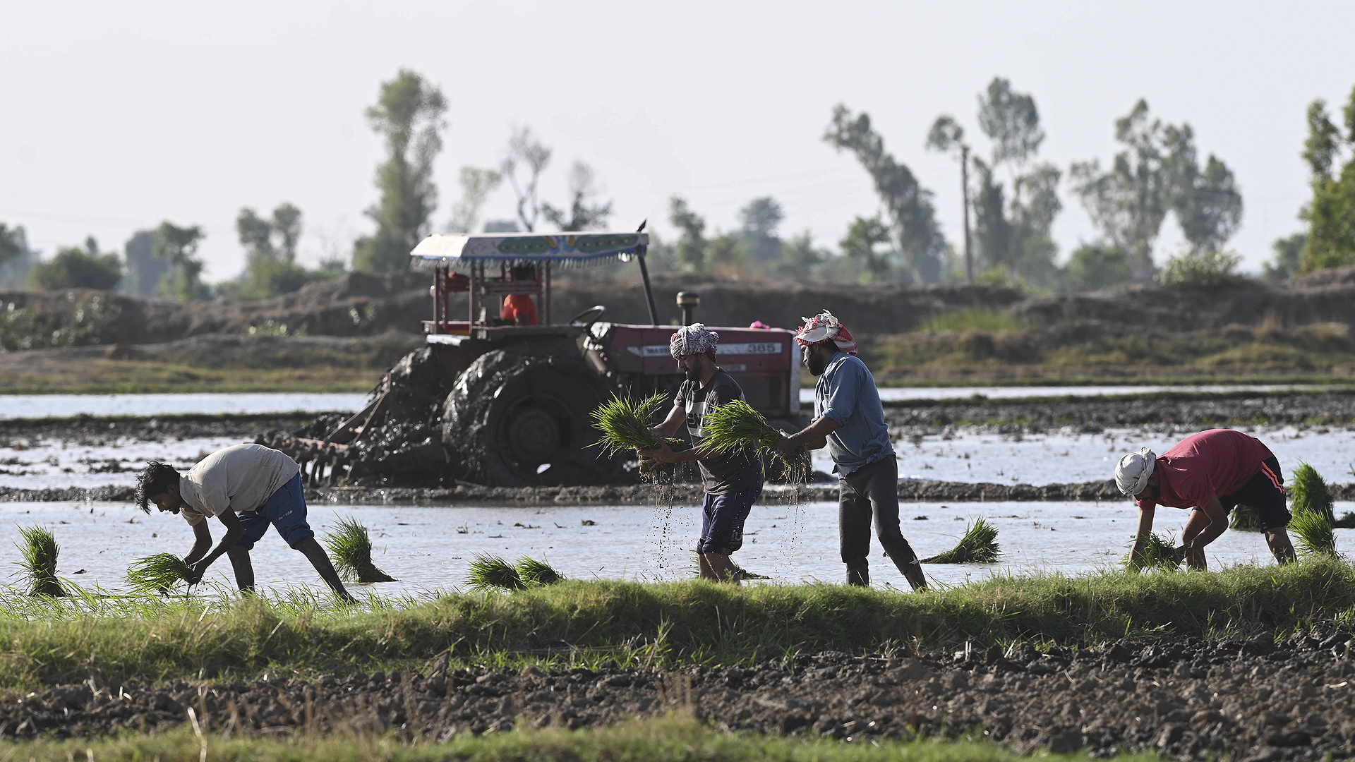 Farmers plant rice seedlings at paddy field on the outskirts of Lahore on June 7, 2023. (AFP)
