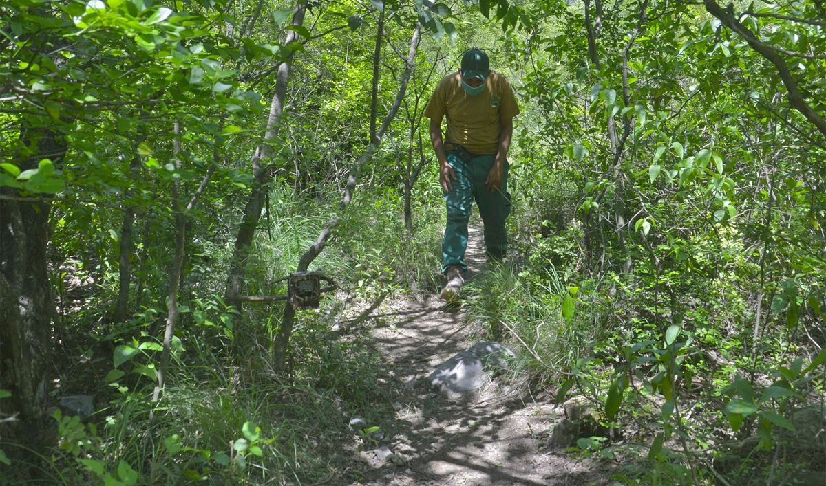 In this picture taken on on May 6, 2020 shows an Islamabad Wildlife guard on the hiking trail on Margalla Hill National Park in Islamabad, Pakistan. (AFP/File)