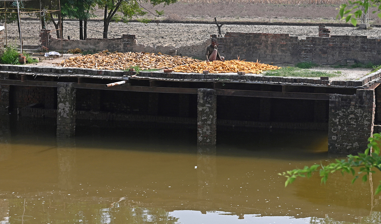A flood-affected man dries his corns on a rooftop near the flooded area of Sutlej river on the outskirts of Kasur on July 18, 2023. (AFP/File)