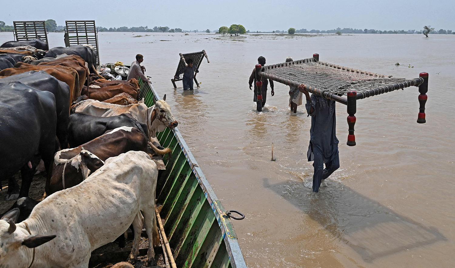 People with cattle their belongings wade through the flood affected area of Chanda Singh Wala village in Kasur district, Pakistan, on August 22, 2023. (AFP)