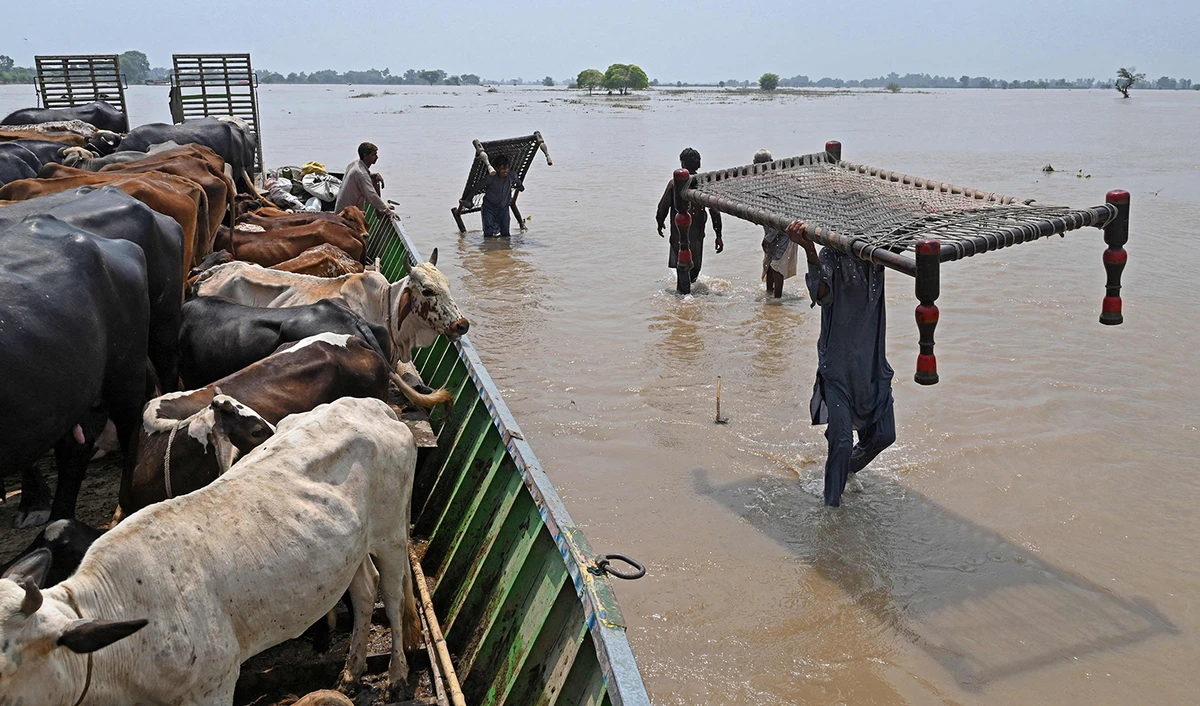 People with cattle their belongings wade through the flood affected area of Chanda Singh Wala village in Kasur district, Pakistan, on August 22, 2023. (AFP)