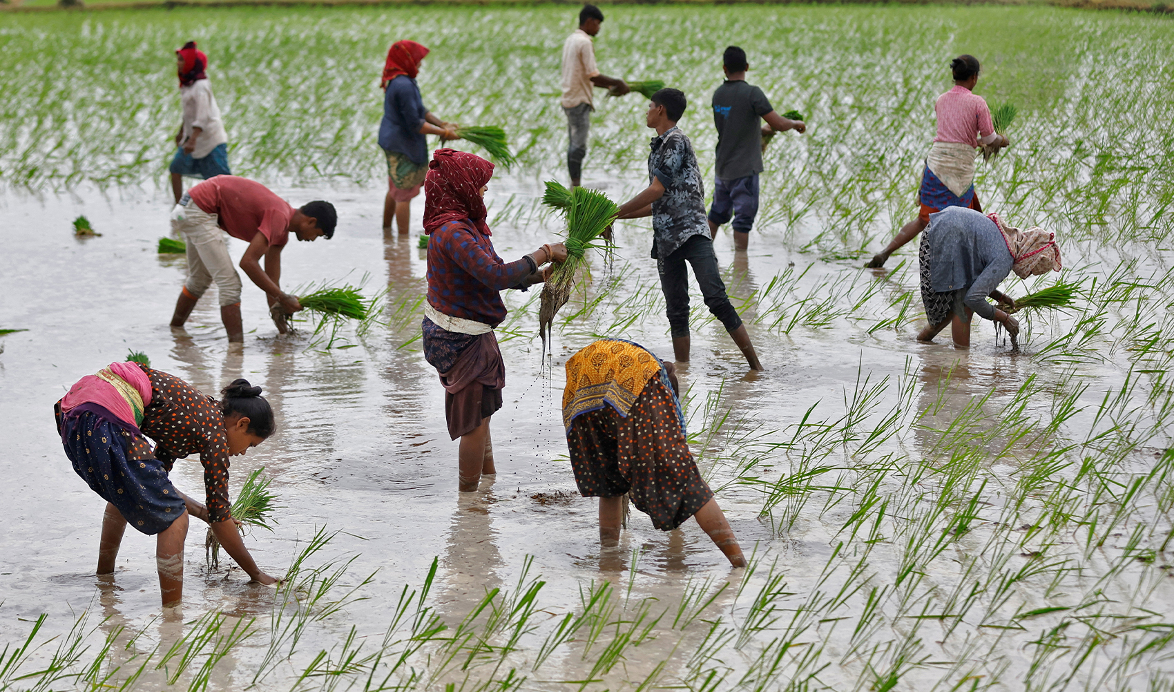 Farm labourers plant rice saplings in a field on the outskirts of Ahmedabad, India, on July 21, 2023. (REUTERS/File)