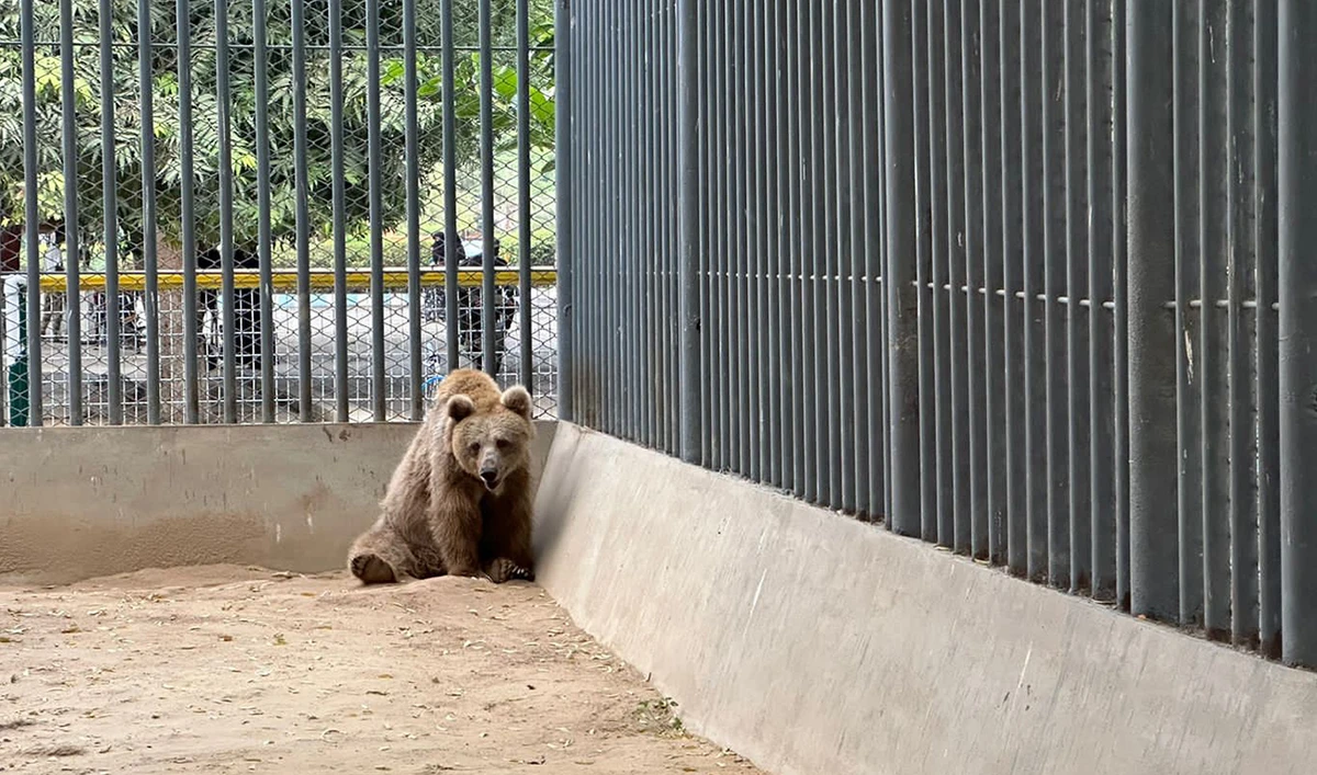 The photo taken on October 7, 2023, shows Rano, a brown bear at a zoo in Karachi, Pakistan. (Photo courtesy: Pakistan Animal Welfare Society)