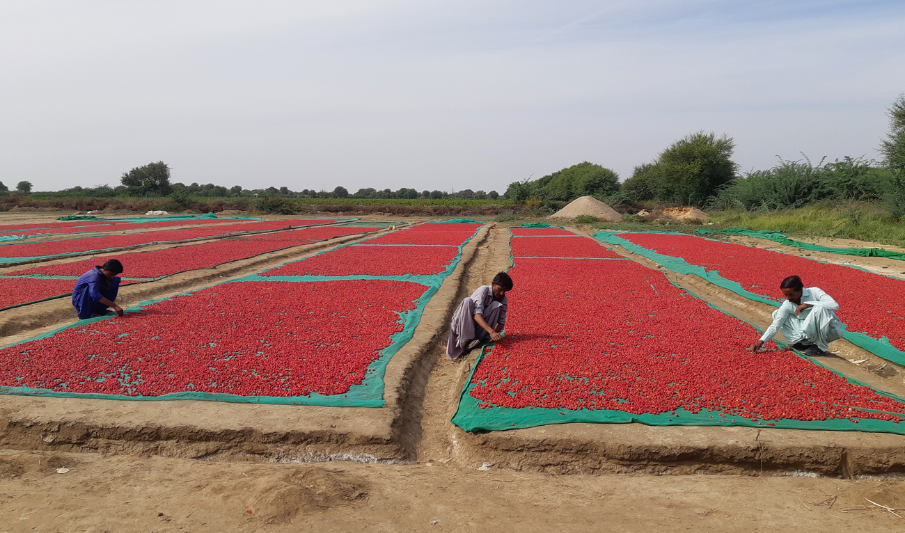 Workers spread red chilies for drying in the Umerkot district of Pakistan's Sindh province on November 13, 2023. (AN Photo by Zulfiqar Kunbhar)