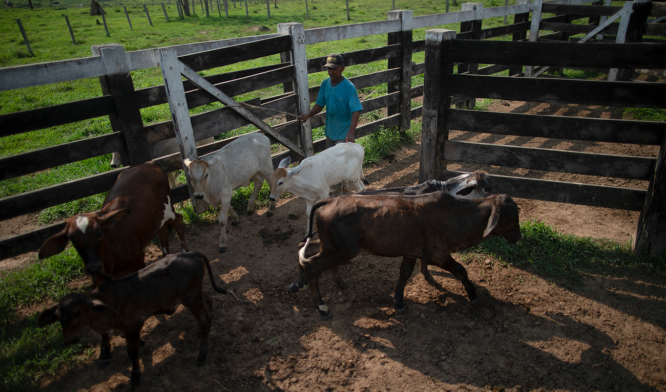 In this file photo, taken on September 20, 2021, Brazilian farmer drives cattle inside his farm located at the city of Sao Felix do Xingu, Para state, Brazil. (AFP/File)