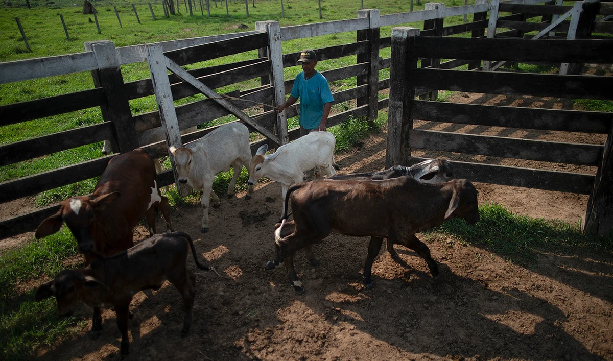 In this file photo, taken on September 20, 2021, Brazilian farmer drives cattle inside his farm located at the city of Sao Felix do Xingu, Para state, Brazil. (AFP/File)