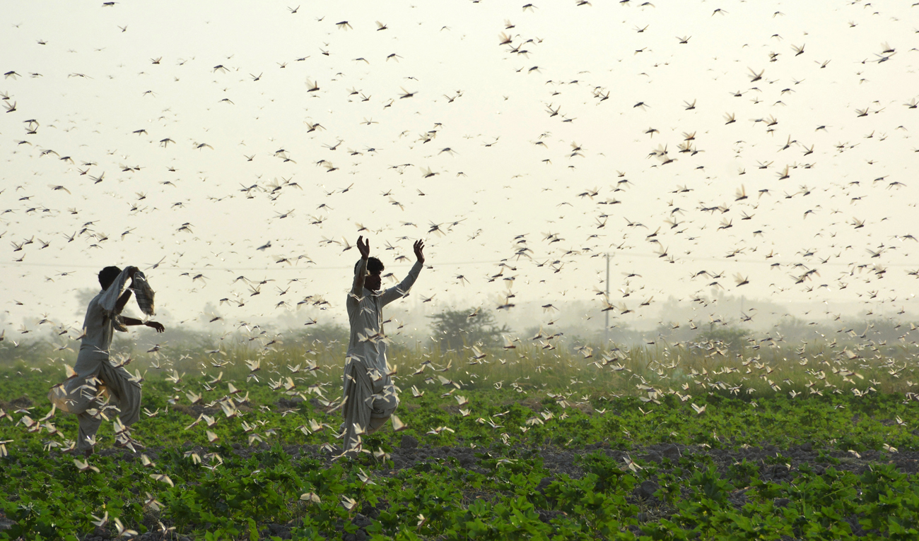 In this file photo, taken on July 1, 2020, farmers try to scare away a swarm of locusts from a field on the outskirts of Sukkur in southern Sindh province. (AFP/File)