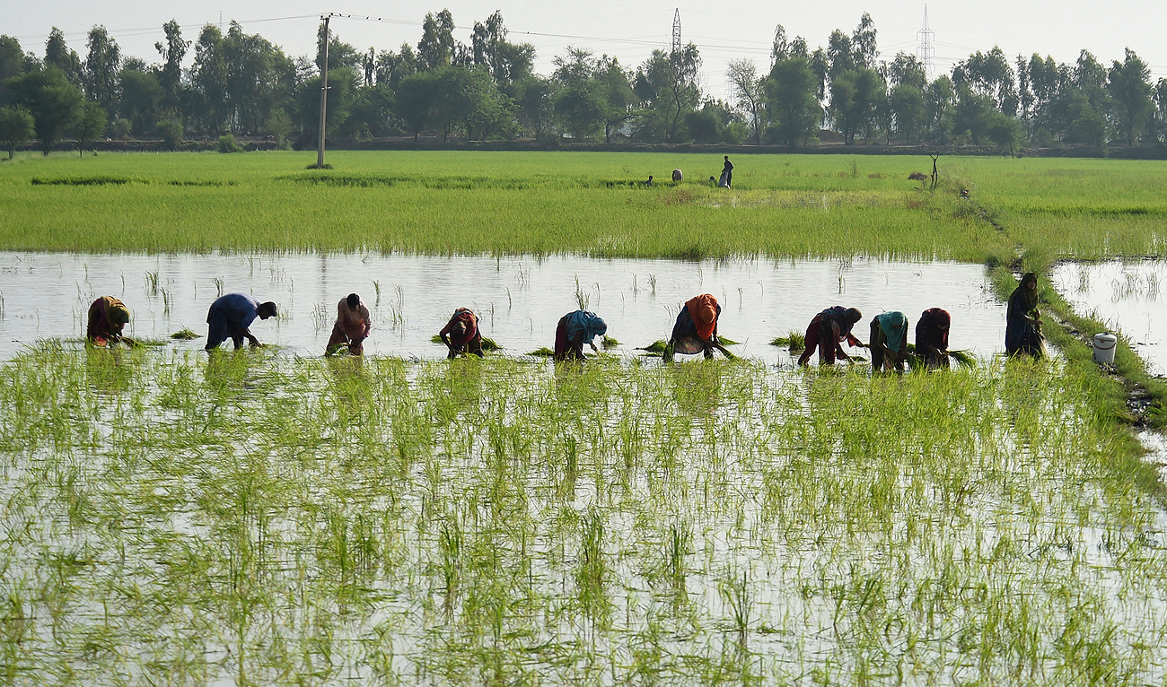In this file photo, taken on September 2, 2022, farmers plant paddy saplings in a field in Sukkur, Sindh province. (AFP/File)