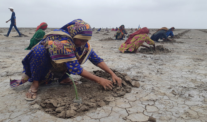 Woman gardener plants mangroves in Village Haji Doongar Jatt in Pakistan's southern Sujawal District on August 14, 2023. (AN Photo/File)