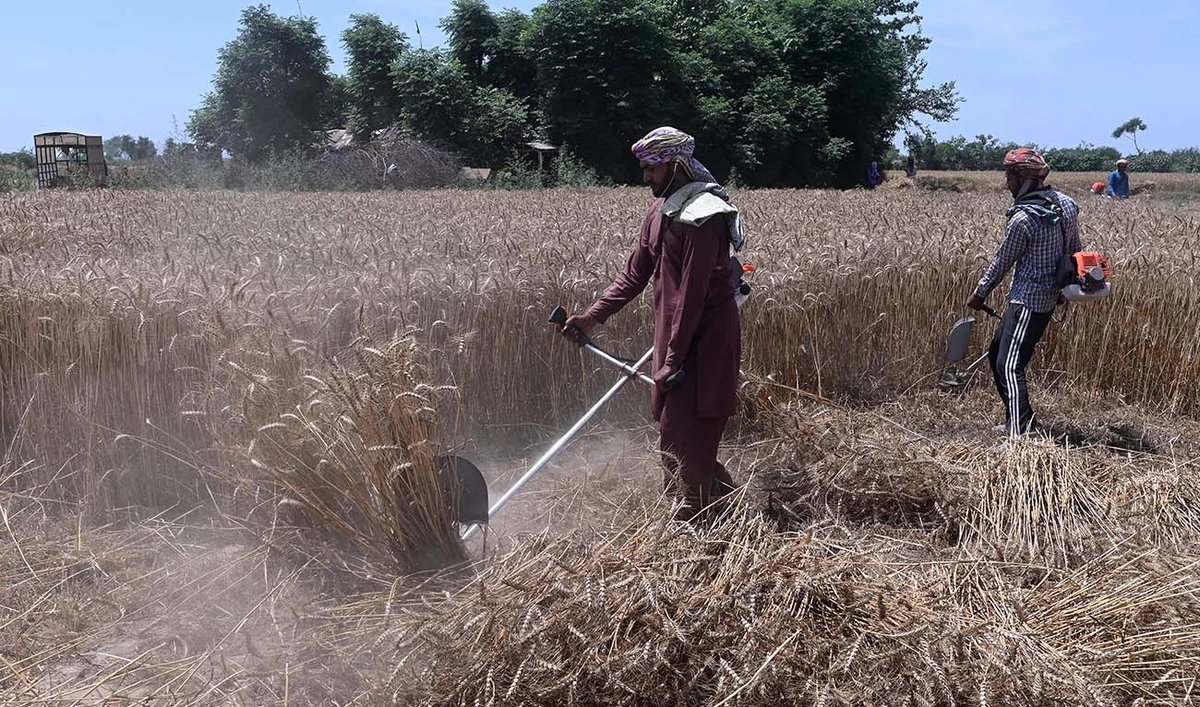 Farmers harvest a wheat field on the outskirts of Lahore on April 17, 2024. (AFP/File)