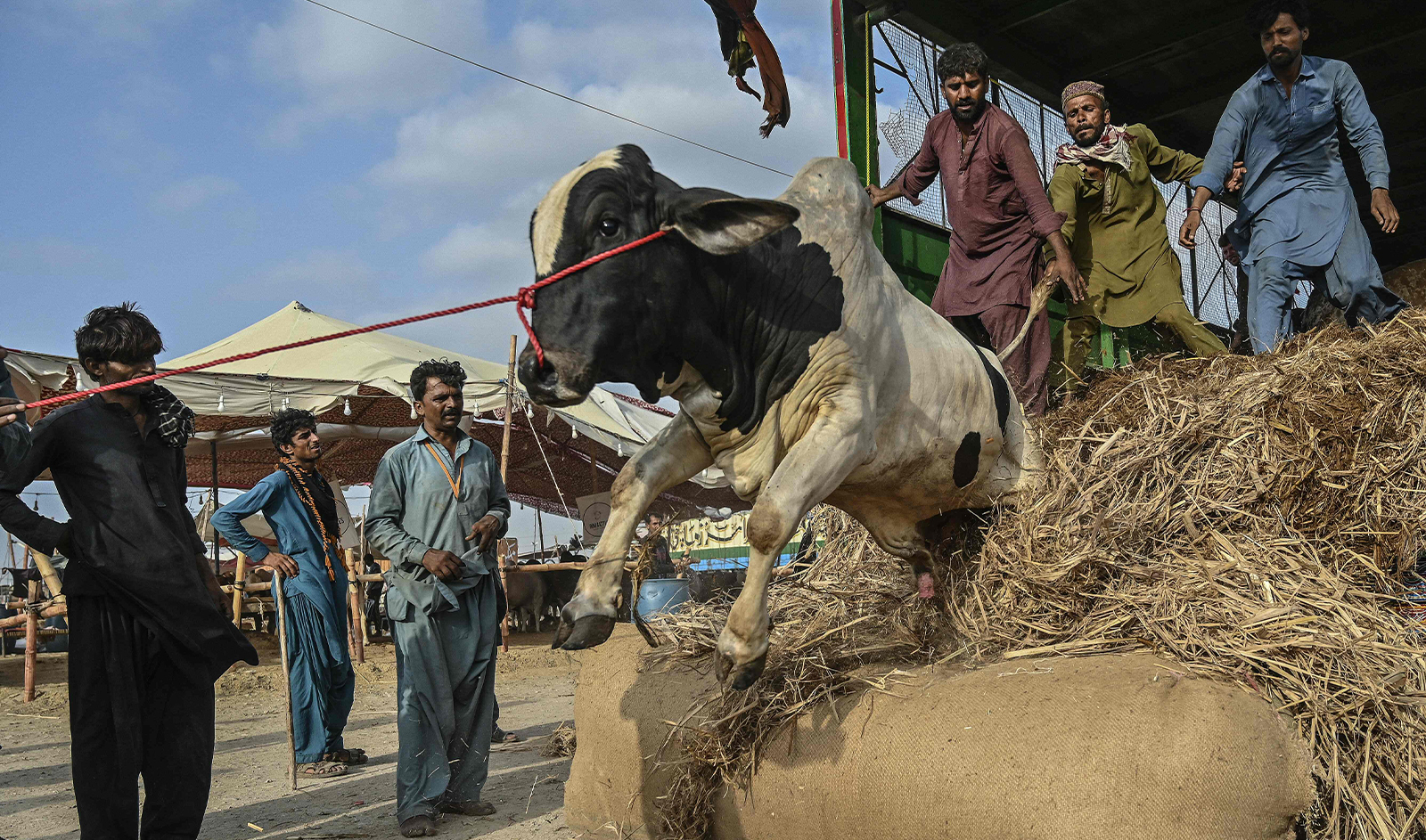 Livestock vendors unload a cattle from a truck ahead of the Muslim festival of Eid al-Adha, at a cattle market on the outskirts of Karachi on June 7, 2024. (AFP)