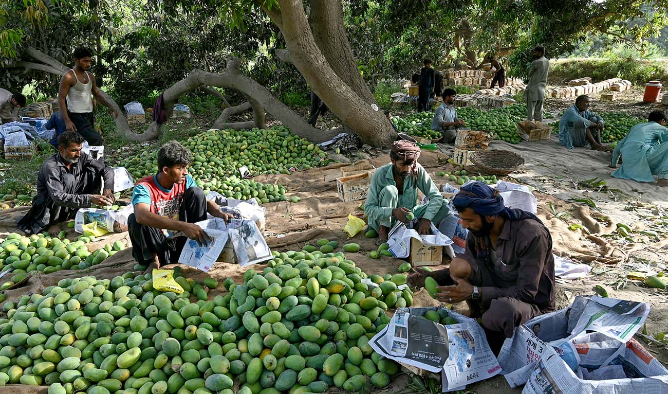 In this photograph taken on May 28, 2024 farmers sort mangoes for export, in Tando Ghulam Ali in Pakistan’s Sindh province. (AFP/File)