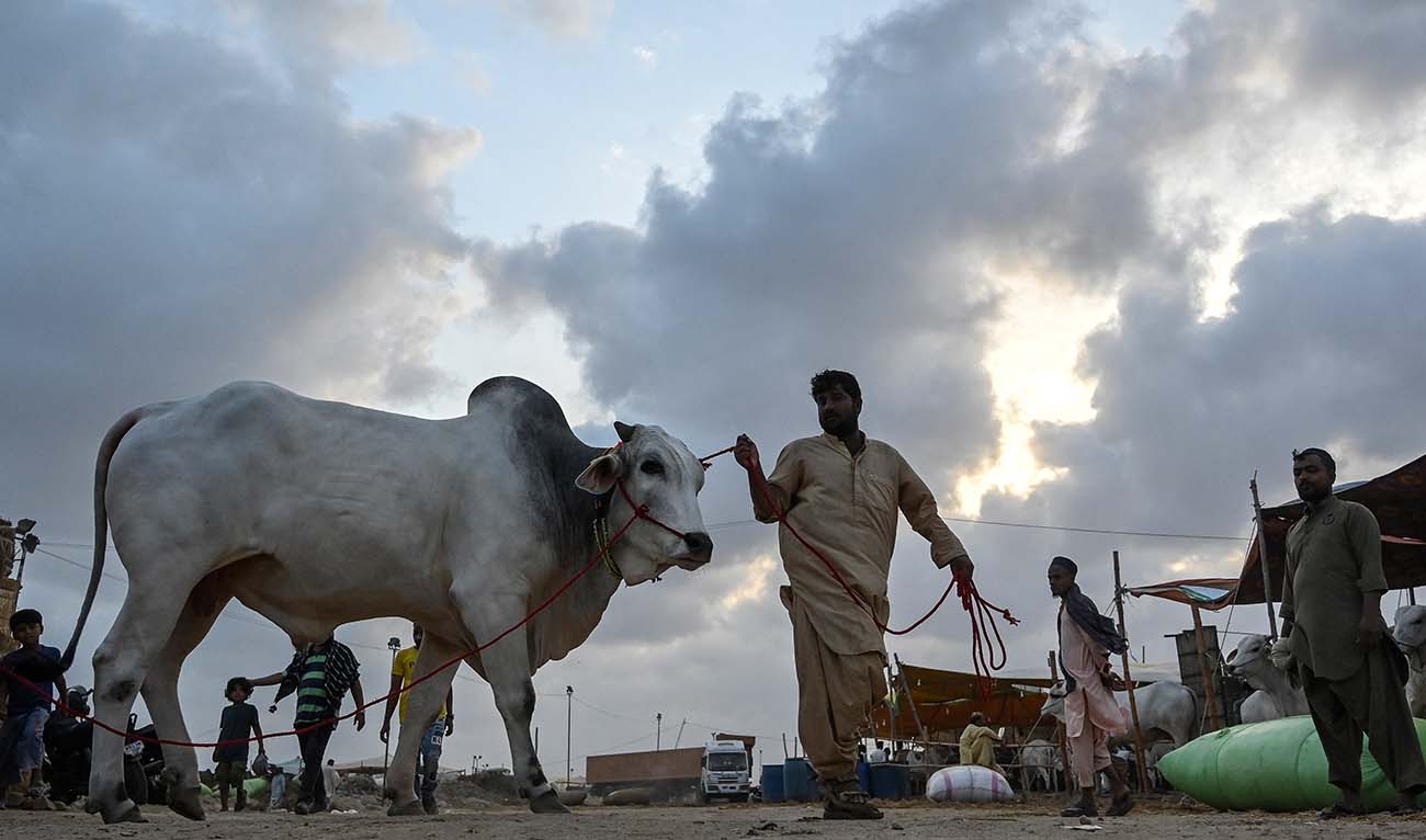 A livestock vendor displays a bull to his customers at a cattle market ahead of the Muslim festival of Eid al-Adha, on the outskirts of Karachi on June 7, 2024. (AFP/File)